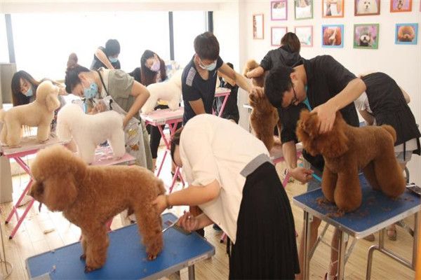 撕家宠物俱乐部特色