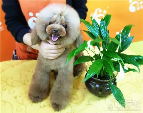 北京宠艺宠物美容师培训中心宠物造型作品