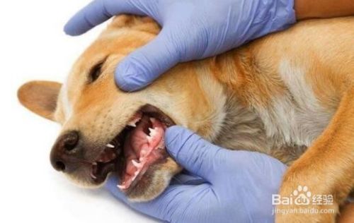 如何护理狗狗的牙齿？