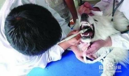 如何护理狗狗的牙齿？
