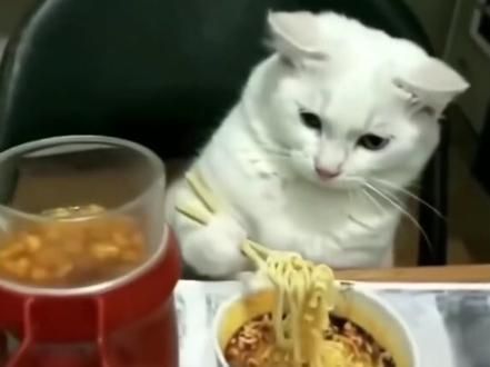 #猫咪吃饭的最高境界 #干饭最积极的小猫 #干饭猫
