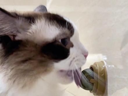吸醉了醉了，有了这个猫薄荷球自己能玩一天#猫玩具 #猫薄荷使猫癫狂 #萌宠好物 #养猫用品推荐 #你的猫孩子也是这样玩吗