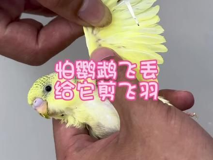 怕鹦鹉飞丢，鹦鹉剪飞羽#鹦鹉日常 #鹦鹉剪羽 #萌宠好物 #鹦鹉鹦鹉萌萌哒逗鹦鹉