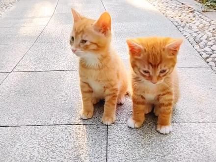 宠物解说：百元以内就可以养的猫咪，你最喜欢哪只？ #萌宠 #宠物 #家有萌宠