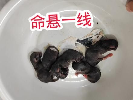 奸商手中买了2只蓝猫和布偶猫，半年后生下一窝奇怪小猫 奸商手中买了2只蓝猫和布偶猫，半年后生下一窝奇怪小猫