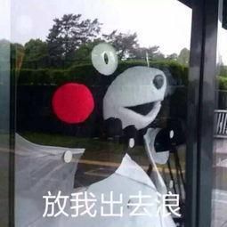 交通工具禁止宠物乘坐，带宠出门寸步难行？最全攻略都在这啦！-有驾