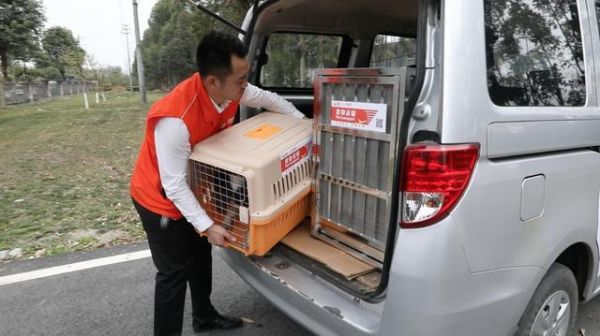 交通工具禁止宠物乘坐，带宠出门寸步难行？最全攻略都在这啦！-有驾
