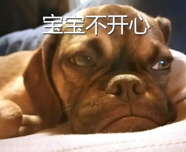宠爱中秋特辑，宠物出游全攻略！
