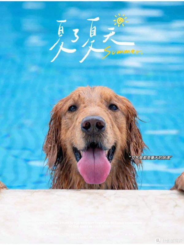 有哪些适合与你的爱宠一起的户外活动呢