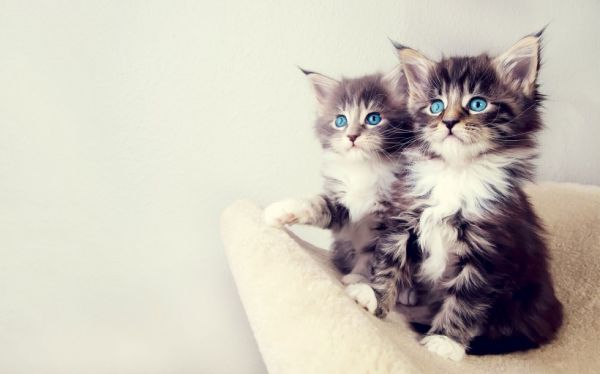 全面了解猫咪的眼睛（弄懂了你就不用再看别的了）