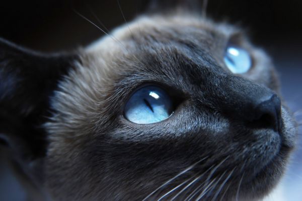 全面了解猫咪的眼睛（弄懂了你就不用再看别的了）