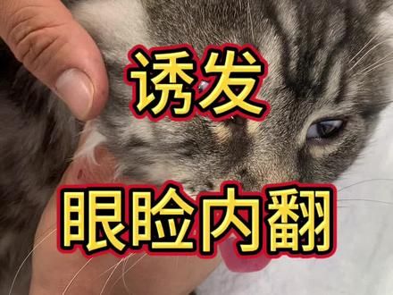 眼睑内翻,在临床上还是比较常见。如果是幼年动物,我通常会先做暂时性固定。让眼周的肌肉形成新的肌肉力学。从而就可以恢复。#狗狗眼睑内翻 #猫咪眼睑内翻 #猫咪眼睑内翻手术