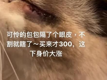 #猫咪眼睑内翻手术 眼睛肿的很.图了眼药水就要流口水#治愈猫咪 #布偶猫 #猫咪的迷惑行为