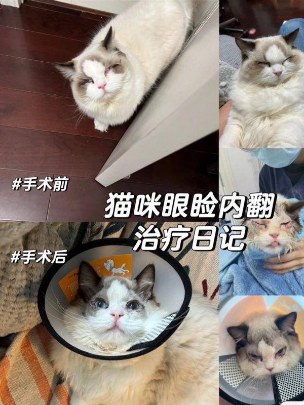 猫咪眼睑内翻手术治疗日记。停更了挺久,今天终于可以回归了。猫咪前一阵确诊了眼睑内翻(倒睫)和角膜腐骨,还有病毒感染 经过一个月的治疗,现在基本恢复了健康,又是一个大帅哥了 分享就诊过程给各位铲屎们,希望能帮到大家 #布偶猫 #猫咪眼睑内翻 #猫咪眼睑内翻手术 #猫咪倒睫 #猫咪生病
