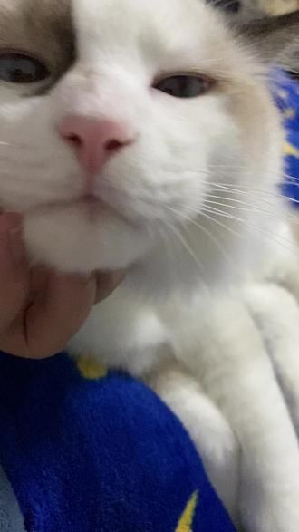 包包之前的样子.为什么布偶贵 因为性格好 #布偶猫 #猫咪眼睑内翻手术 #家有萌宠