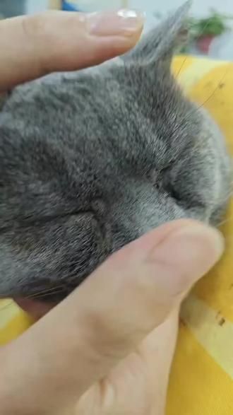 眼睑内翻矫正,还你卡姿兰大眼睛#猫咪眼睑内翻手术