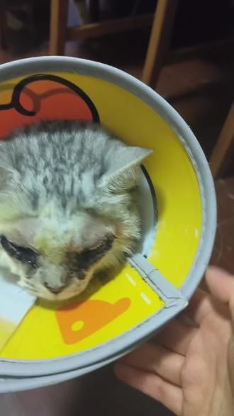 #眼睑内翻 #猫咪眼睑内翻手术 #记录猫咪日常 皮皮做完眼睑内翻手术,术后第一天。在医院饿了一天都没吃,回家就大口干饭了。看着可怜兮兮,但是已经不流眼泪了,希望早日康复
