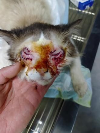 #上热门 猫咪双眼皮手术完成#猫咪眼睑内翻手术 #猫咪双眼皮 #襄汾宠物医院#同城好店推荐