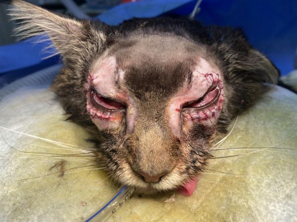 猫咪眼睑内翻。猫咪眼睑内翻是比较常见导致猫咪长期流泪的一种疾病,由于发育过长的眼睑内卷长期摩擦眼球导致眼睛睁不开长期流泪、甚至角膜溃疡,彻底解决需要通过手术矫正内翻的眼睑 解决眼球摩擦的问题。 #猫咪眼睑内翻手术 #猫咪流眼泪 #宠物医生的日常
