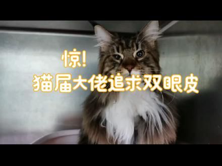 割了双眼皮,恢复卡姿兰大眼睛~ 小缅因右眼眼睑内翻,今天拆线恢复正常啦! 眼睑内翻症状:经常眯眼,抓蹭眼睛 眼部分泌物增多,结膜充血,且眼周围皮肤毛发颜色有发生改变。 割了双眼皮,恢复卡姿兰大眼睛~ #抖音萌宠出道计划 #猫咪眼睑内翻 #猫咪眼睑内翻手术 #成都宠物医院推荐 #成都精睿宠物医院