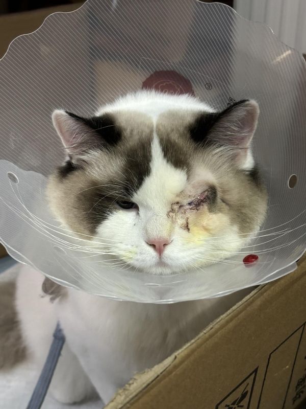 #猫咪眼睑内翻手术 心疼#绝育的猫