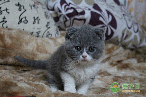 宠物<a href='https://m.cnhnb.com/p/mao/' class='j-href' target='_blank'>猫价格</a>