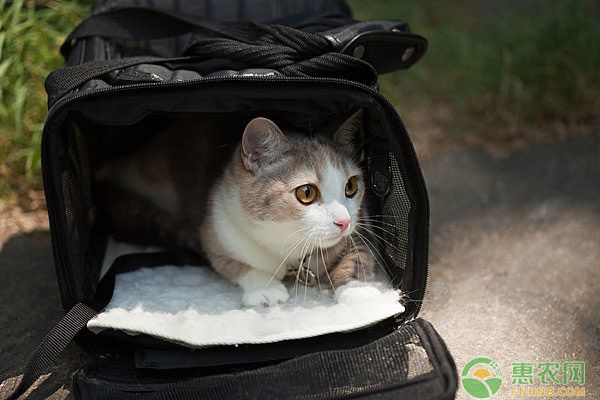 宠物猫都有哪些常见品种？