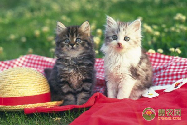 宠物猫外形及性格介绍
