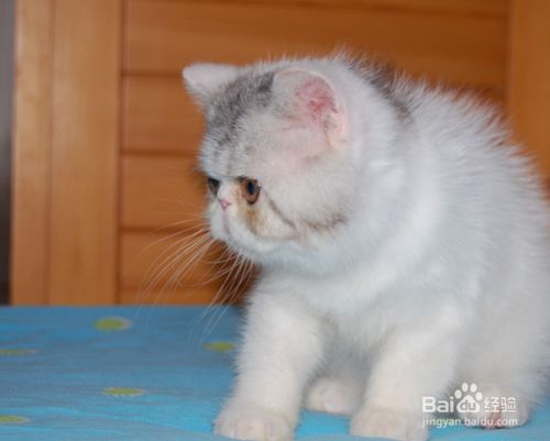 喂养宠物猫的建议