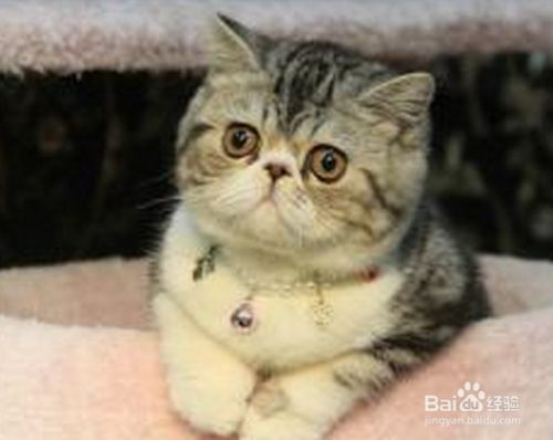 喂养宠物猫的建议