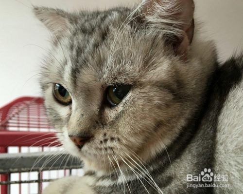 喂养宠物猫的建议