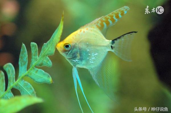独家宠物鱼养水方法大公开！养鱼不死鱼，养水是关键，省钱又省力