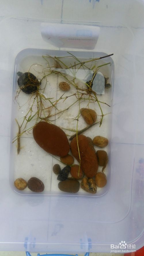 怎么饲养宠物龟