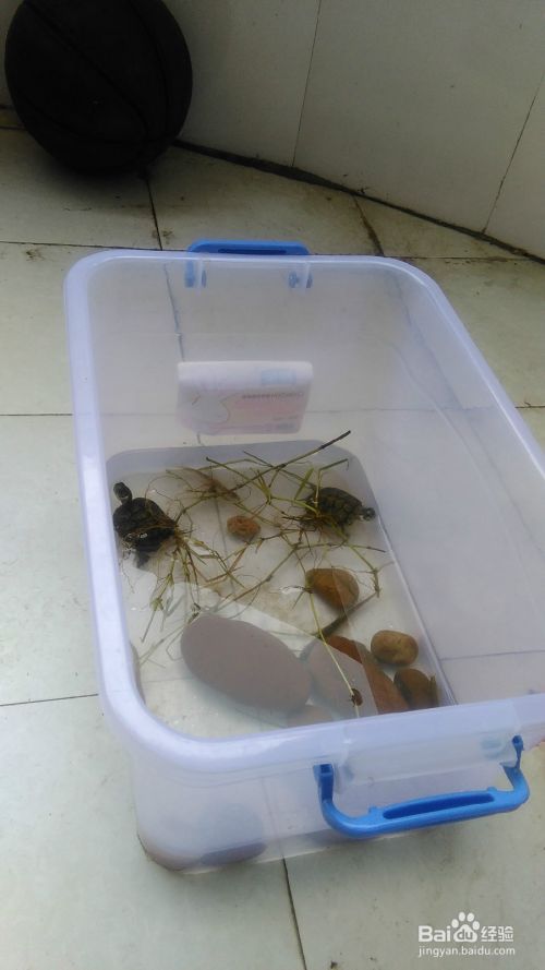 怎么饲养宠物龟