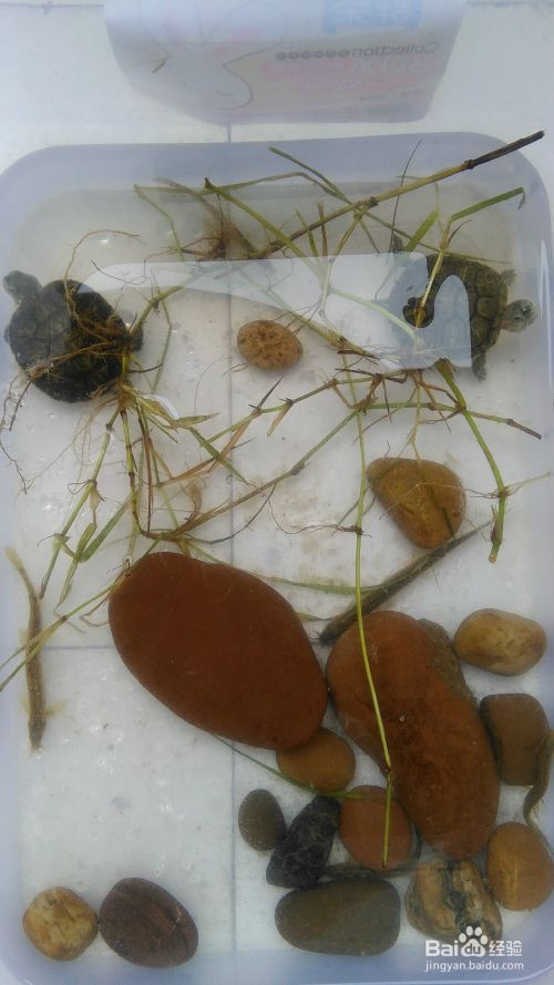 怎么饲养宠物龟