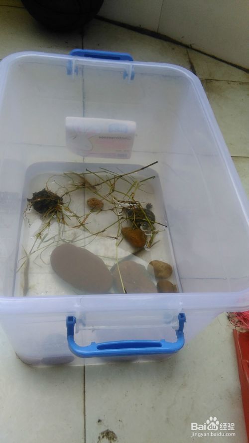 怎么饲养宠物龟