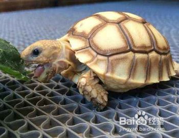 宠物龟怎么过冬？
