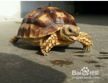 宠物龟怎么过冬？