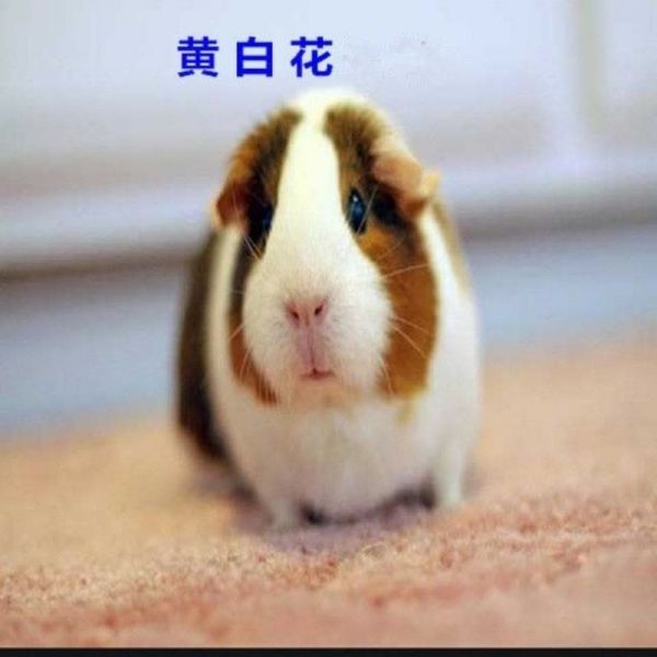 荷兰猪荷兰鼠活体兔子豚鼠粮龙猫饲料用品宠物小型宠物天竺鼠豚鼠 一对情侣荷兰猪 纯黑荷兰猪图片