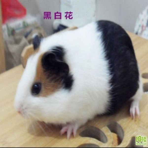 荷兰猪荷兰鼠活体兔子豚鼠粮龙猫饲料用品宠物小型宠物天竺鼠豚鼠 一对情侣荷兰猪 纯黑荷兰猪图片