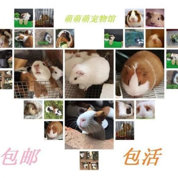 荷兰猪荷兰鼠活体兔子豚鼠粮龙猫饲料用品宠物小型宠物天竺鼠豚鼠 一对情侣荷兰猪 纯黑荷兰猪图片