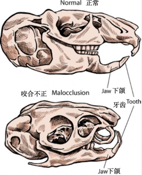 龙猫的常规护理及常见病
