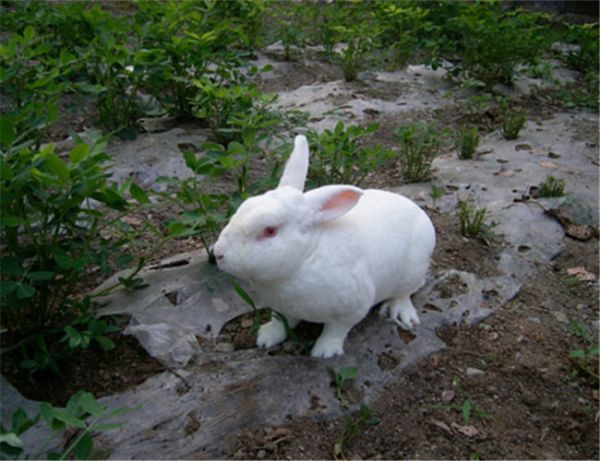 獭兔
