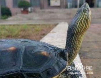 宠物龟怎么养？