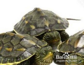 宠物龟怎么养？