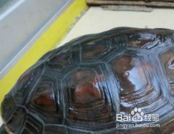 宠物龟怎么养？