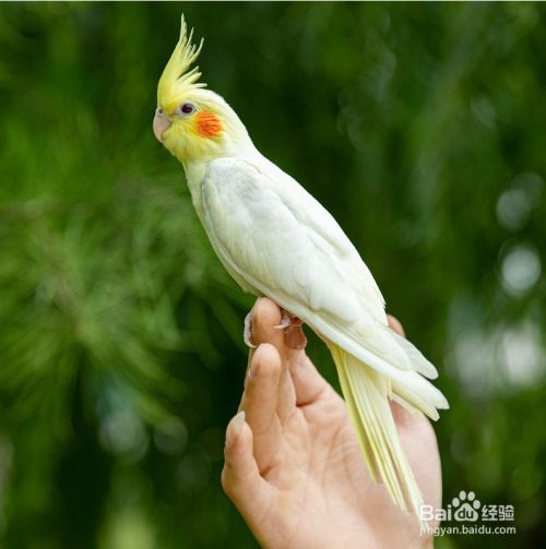 如何购买宠物鸟