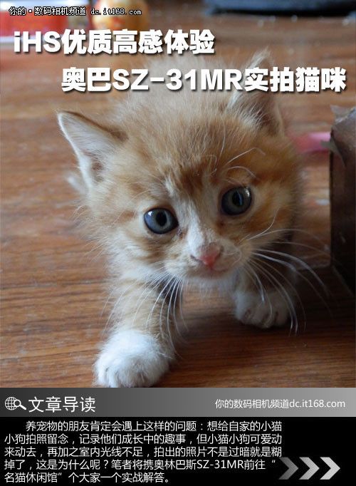 iHS优质高感体验 奥巴SZ-31MR实拍猫咪