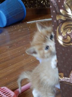 iHS优质高感体验 奥巴SZ-31MR实拍猫咪