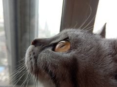 iHS优质高感体验 奥巴SZ-31MR实拍猫咪